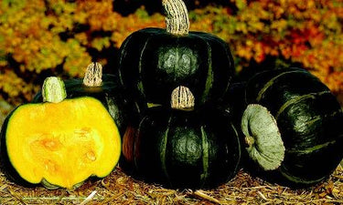 Bonbon Buttercup Hybrid Winter Squash Seeds